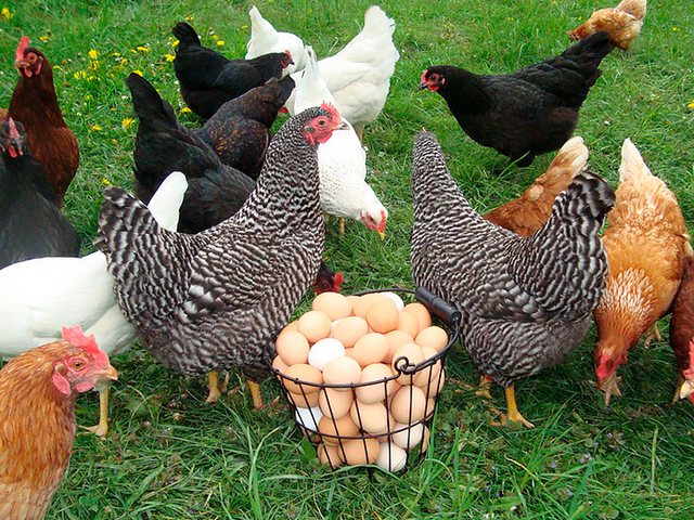 Содержание кур и уход за ними | ЗооТом - продажа, вязка и услуги для животных в Мулино