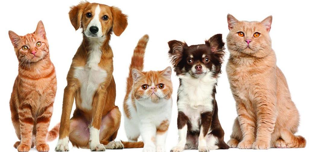 Доска объявлений о животных | ЗооТом - продажа, вязка и услуги для животных в Мулино