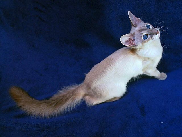Выведенные породы кошек в Мулино | ЗооТом портал о животных