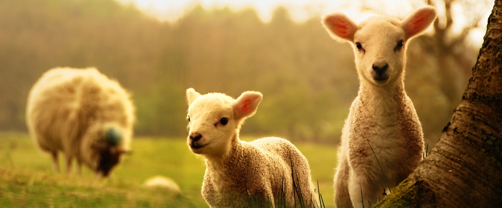 Объявления о сельскохозяйственных животных | ЗооТом - продажа, вязка и услуги для животных в Мулино
