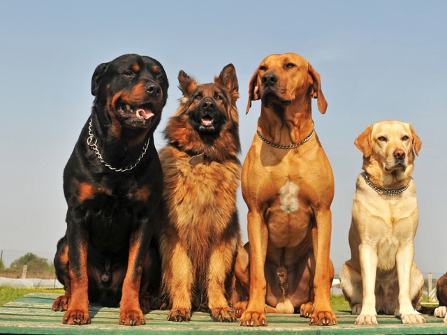 Крупные породы собак в Мулино | ЗооТом портал о животных