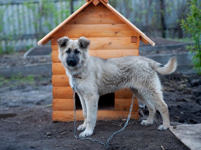 Все о собаках в Мулино